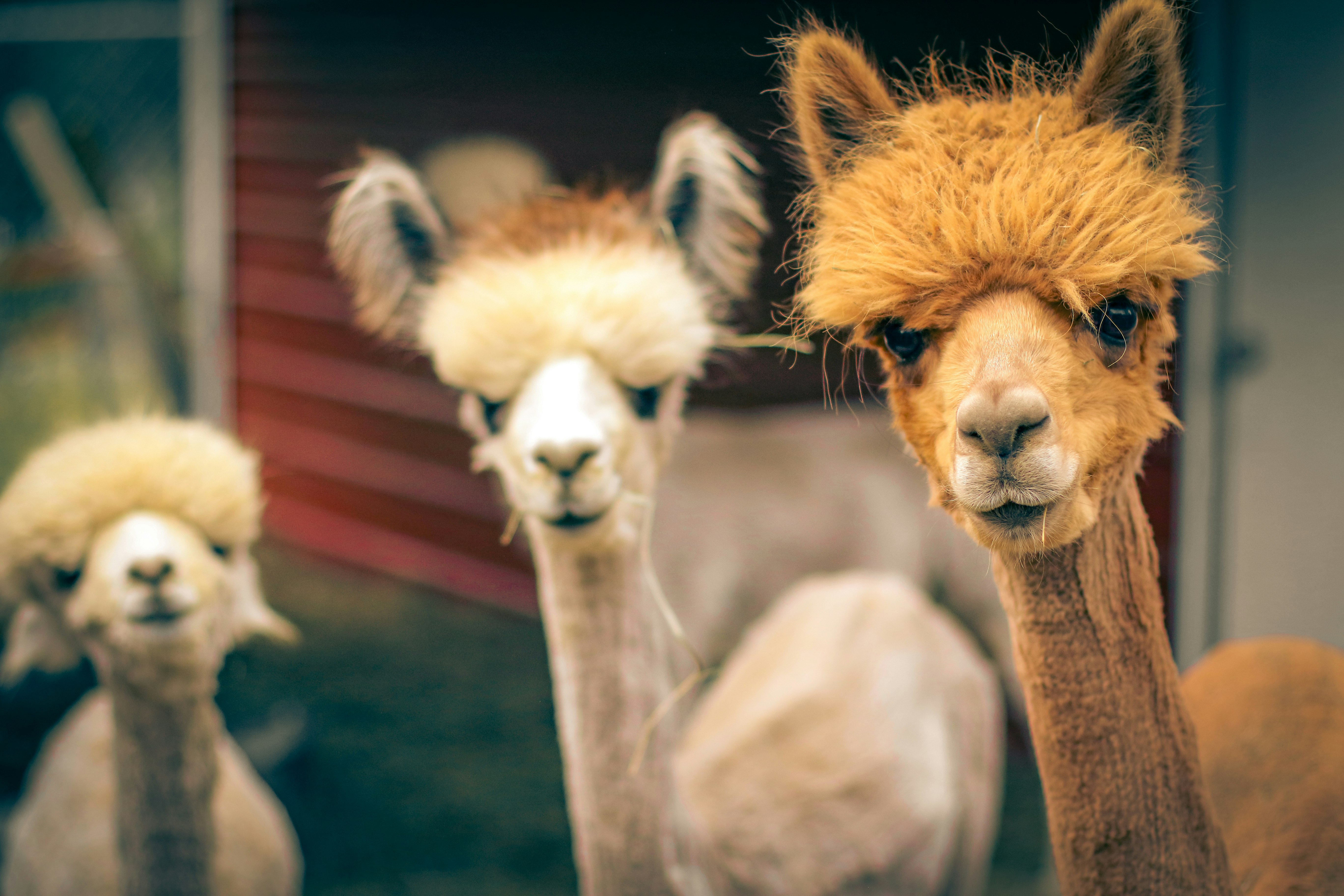 brown and white llama standing on black floor